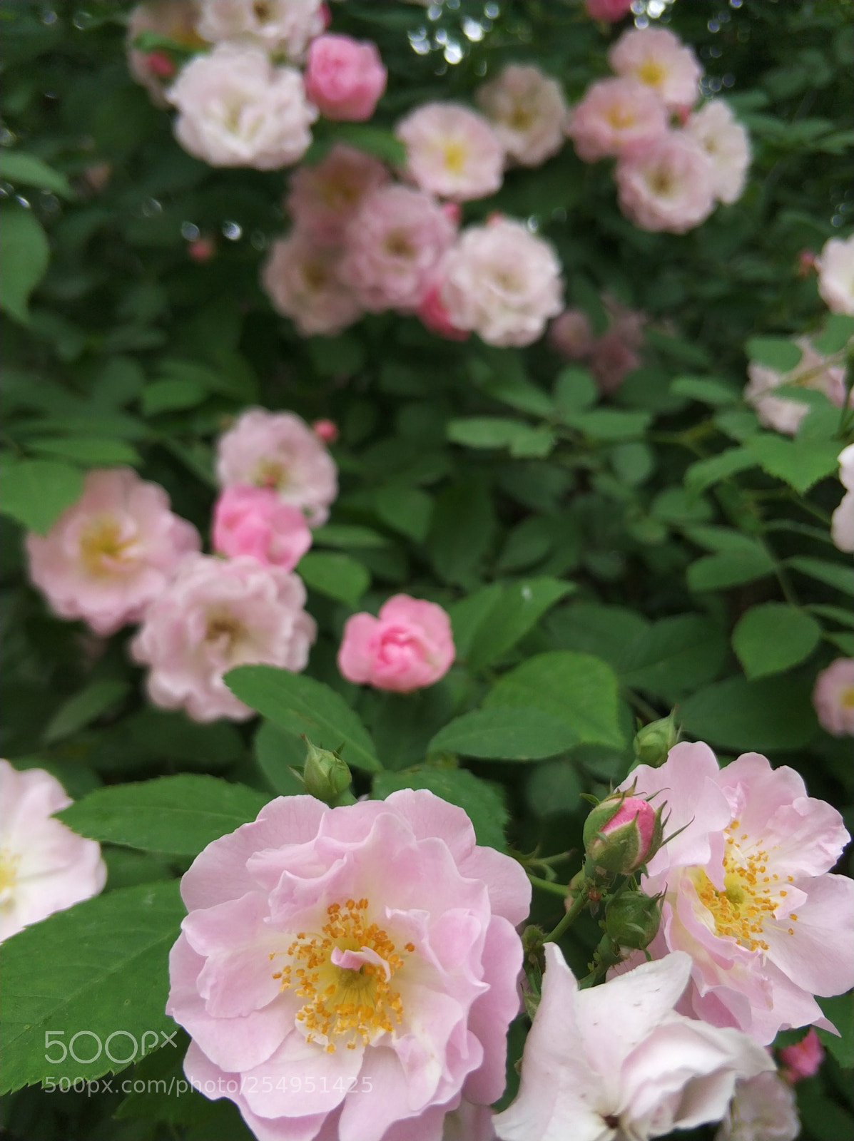 Xiaomi MI6 sample photo. 玫瑰 蔷薇 photography