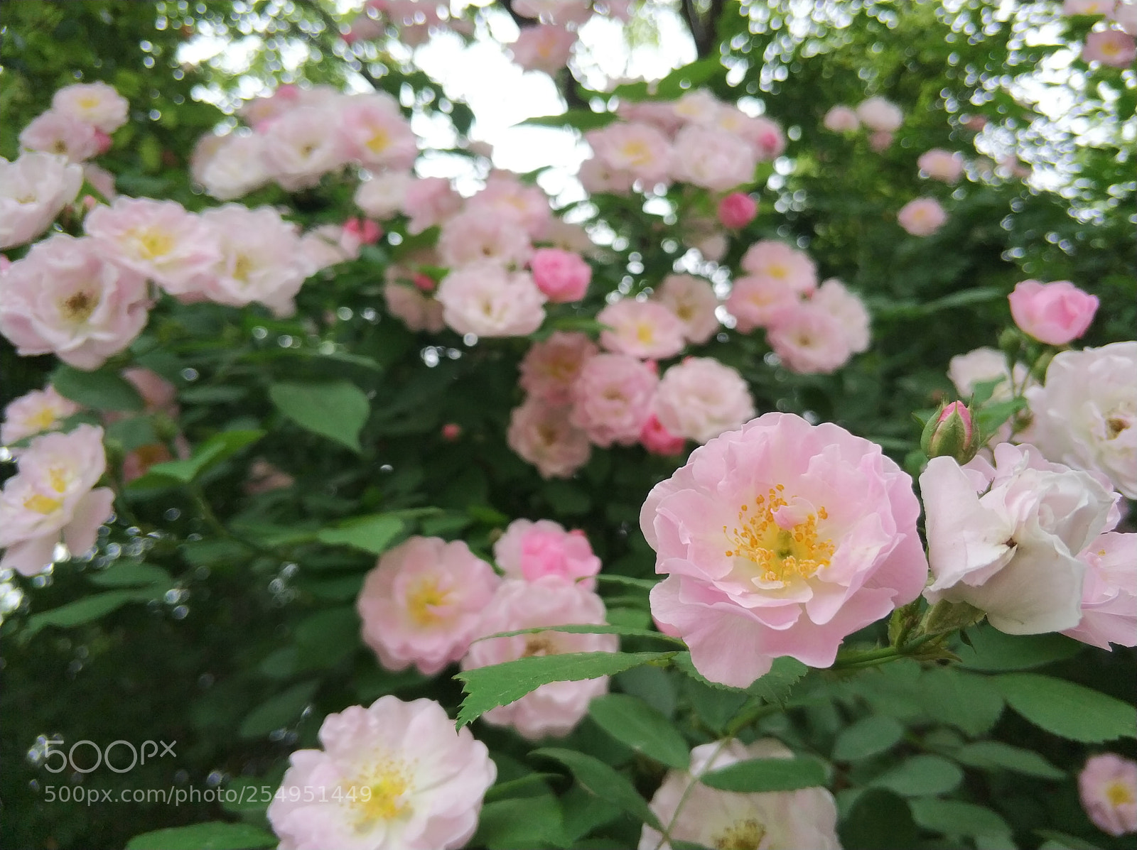 Xiaomi MI6 sample photo. 玫瑰 蔷薇 photography
