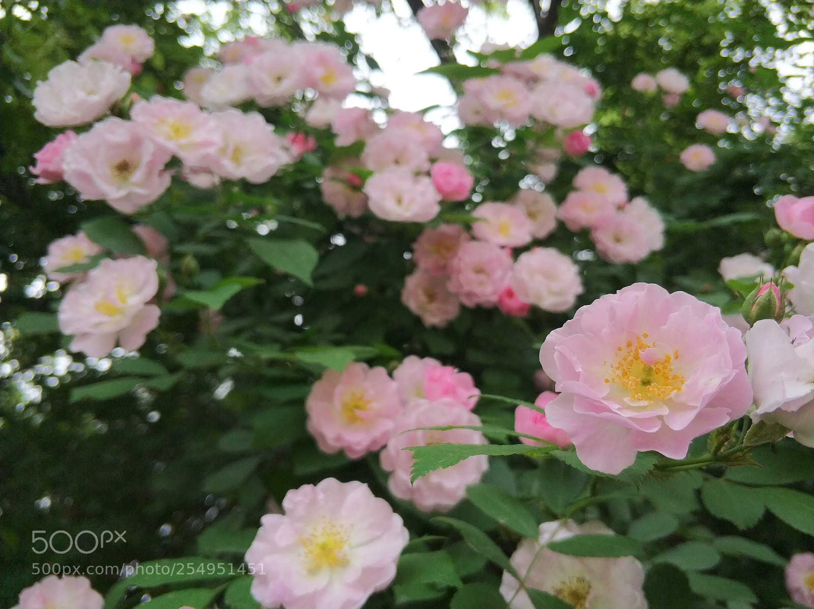 Xiaomi MI6 sample photo. 玫瑰 蔷薇 photography