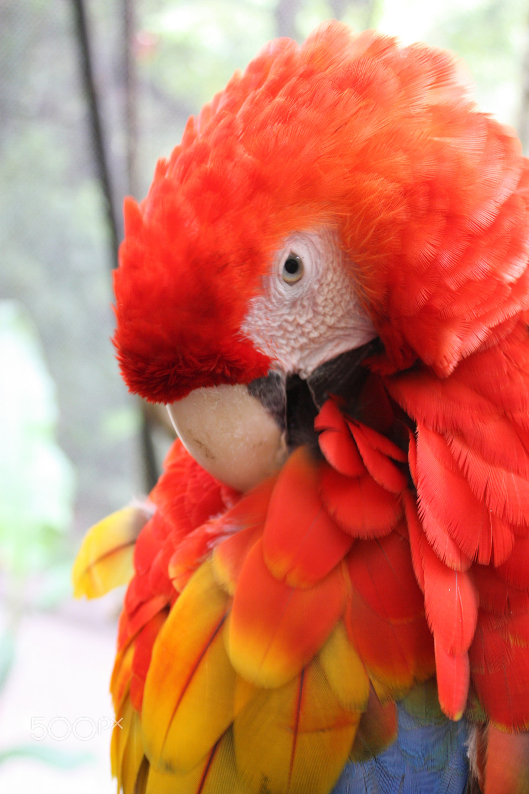 Canon EOS 450D (EOS Rebel XSi / EOS Kiss X2) sample photo. Macaw photography