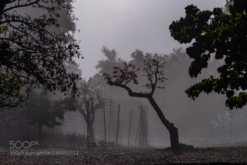 Fujifilm X-E3 sample photo. Foggy morning photography