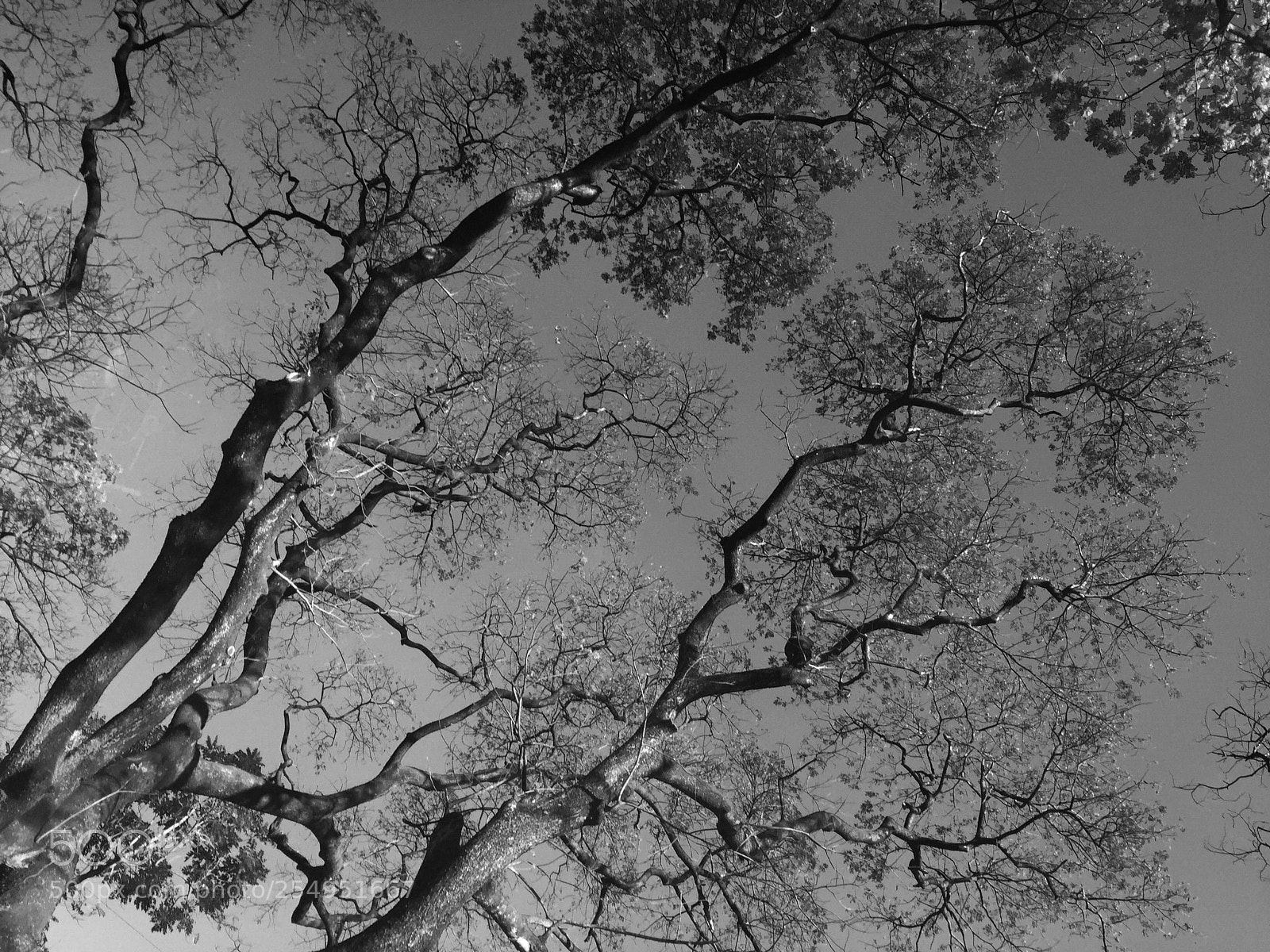 Apple iPhone 6 sample photo. Tree-mendous! photography