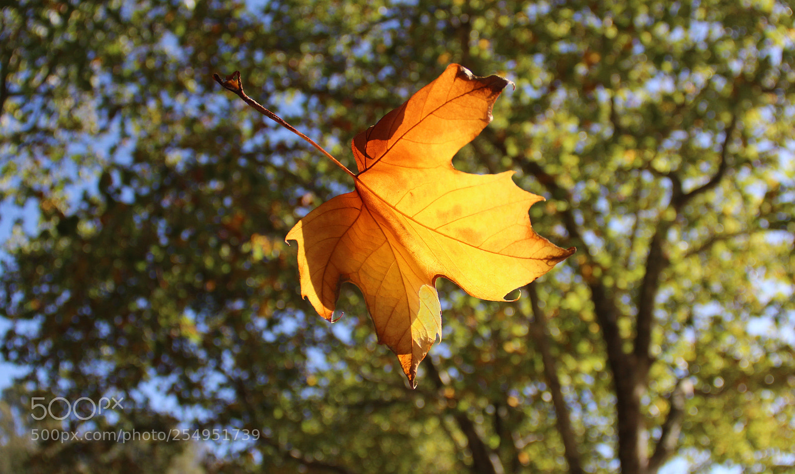 Canon EOS 600D (Rebel EOS T3i / EOS Kiss X5) sample photo. Hoja photography