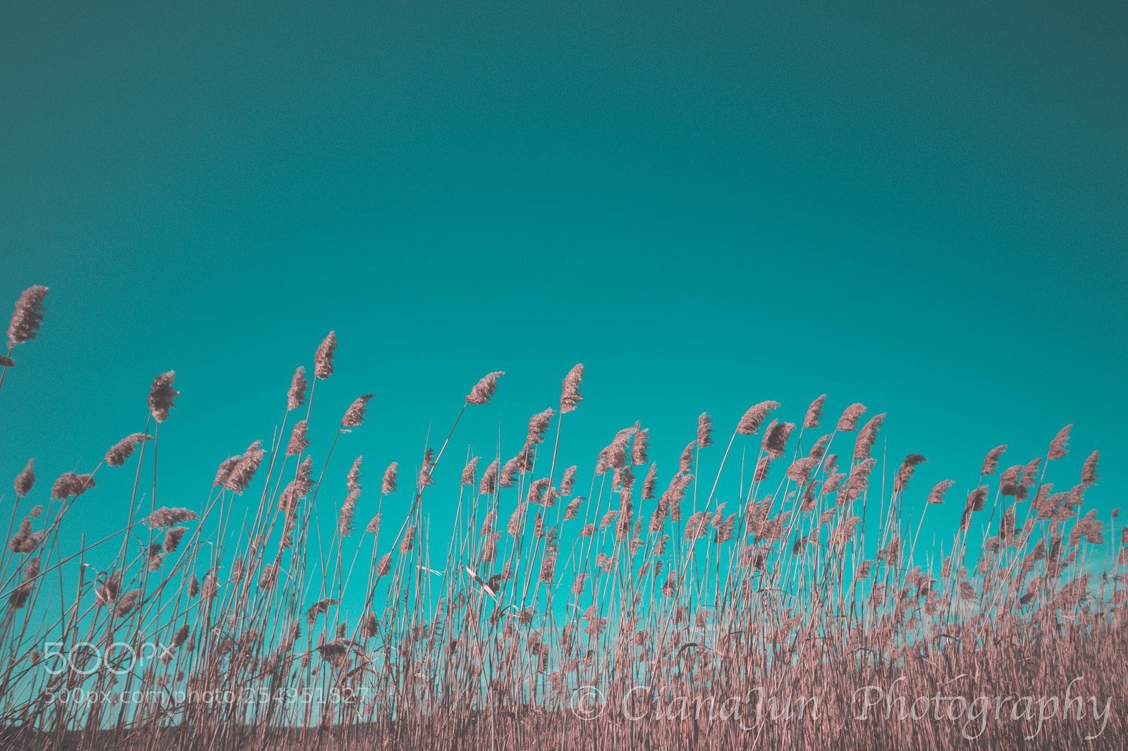 Canon EOS 80D sample photo. Wheat photography