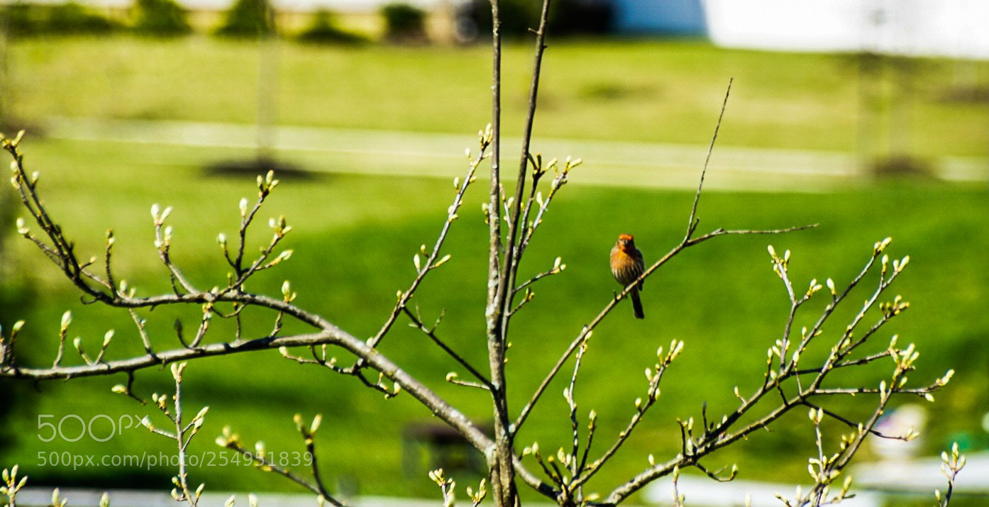 Sony a6000 sample photo. Cardinal watch photography