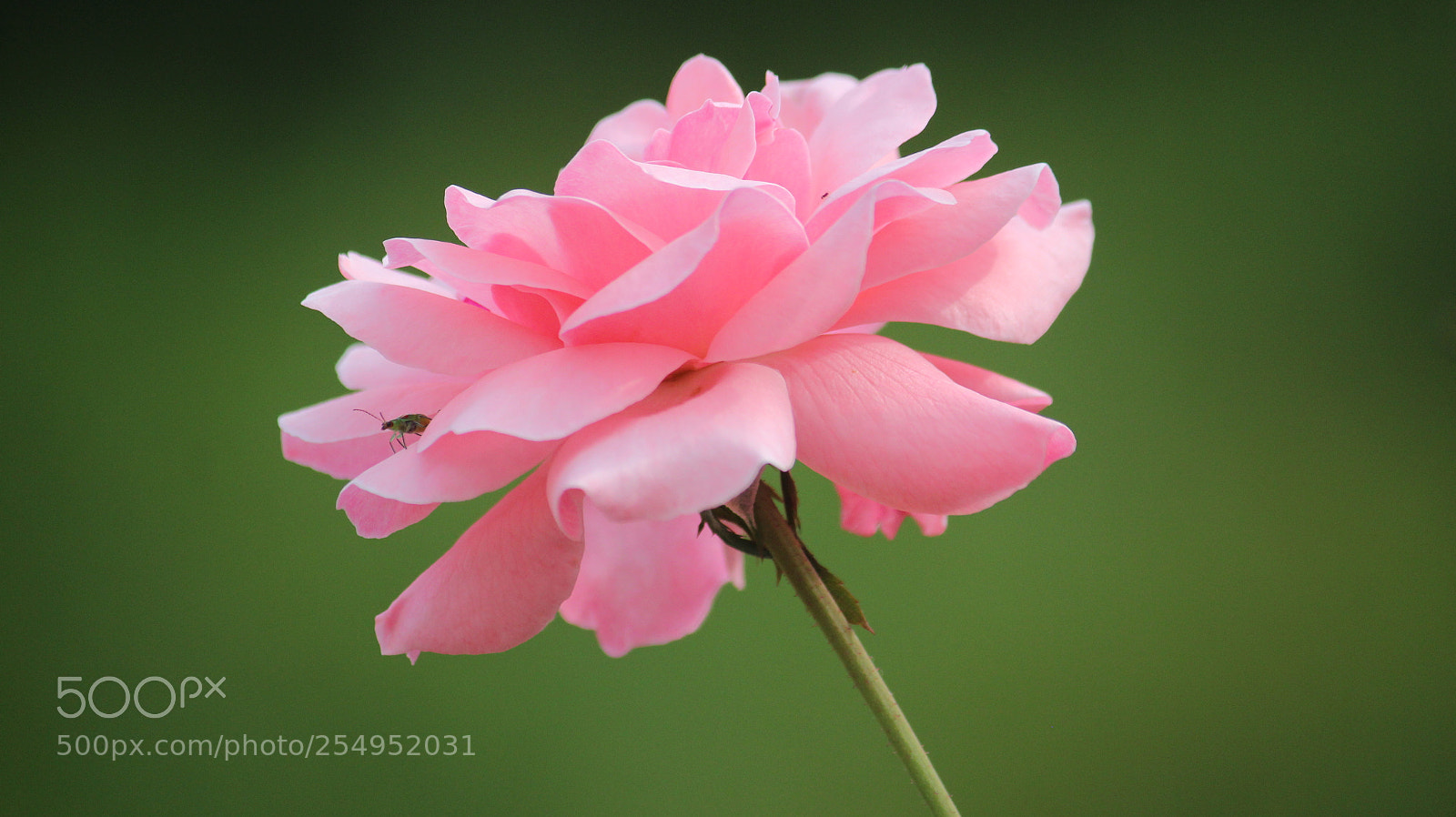 Canon EF-S 55-250mm F4-5.6 IS II sample photo. Pink rose photography
