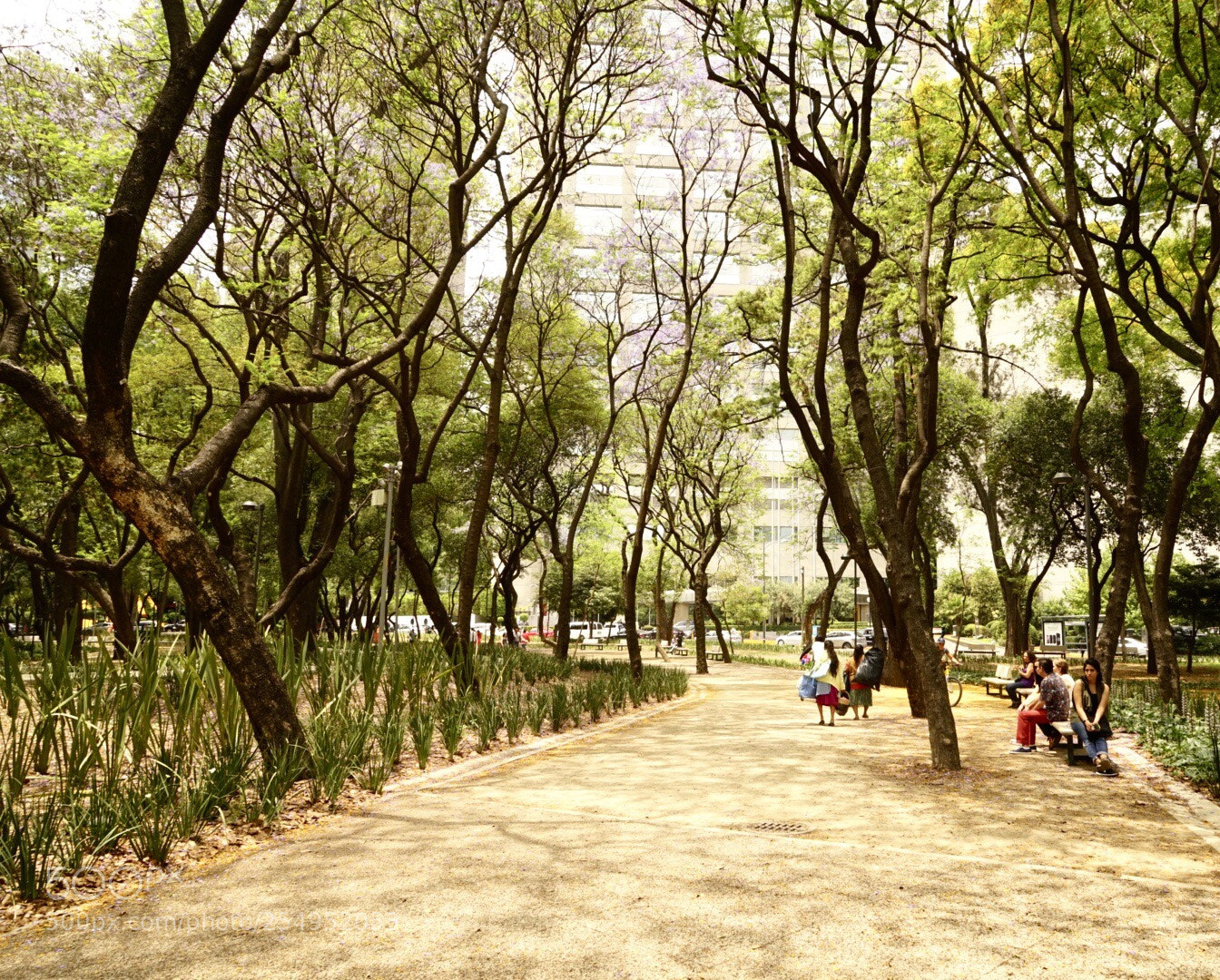 Sony a7 II sample photo. Park path photography