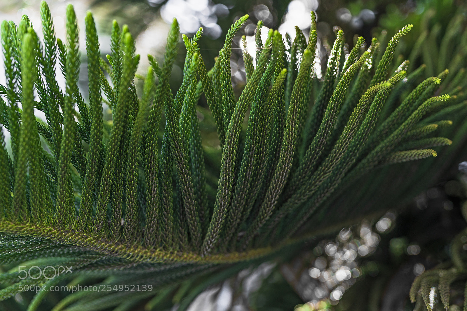 Sony a7R III sample photo. Under your wing photography