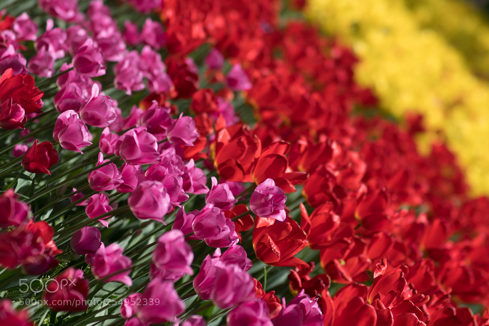 Pentax K-S2 sample photo. Tulip tissue photography