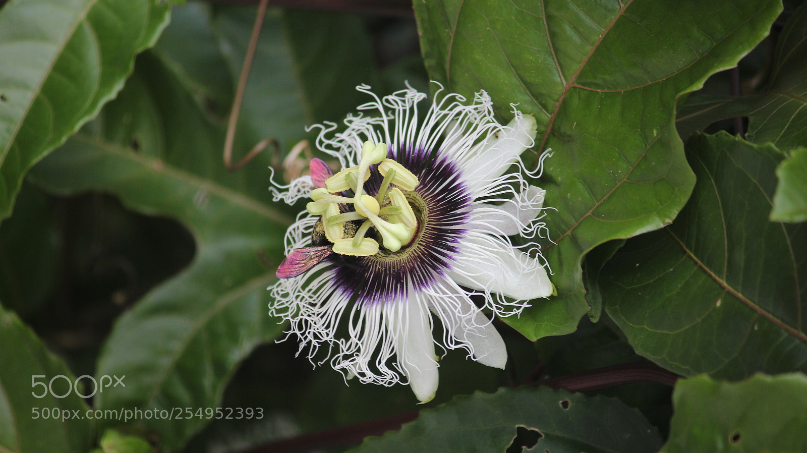 Canon EF-S 55-250mm F4-5.6 IS II sample photo. Passion flower photography