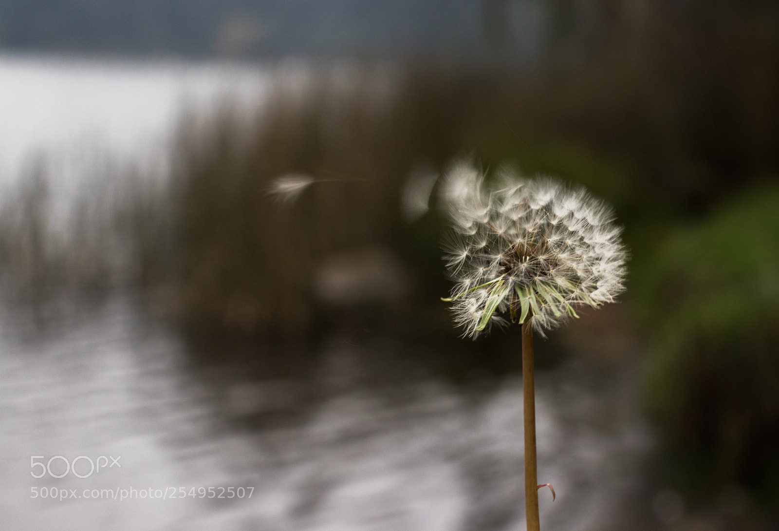 Canon EOS 80D sample photo. Dandelion  photography