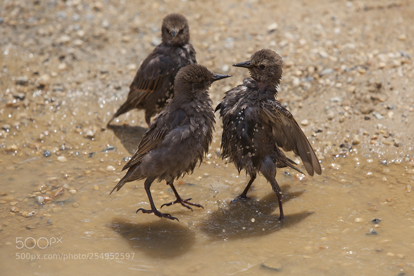 Canon EOS 5D Mark II sample photo. Birds photography