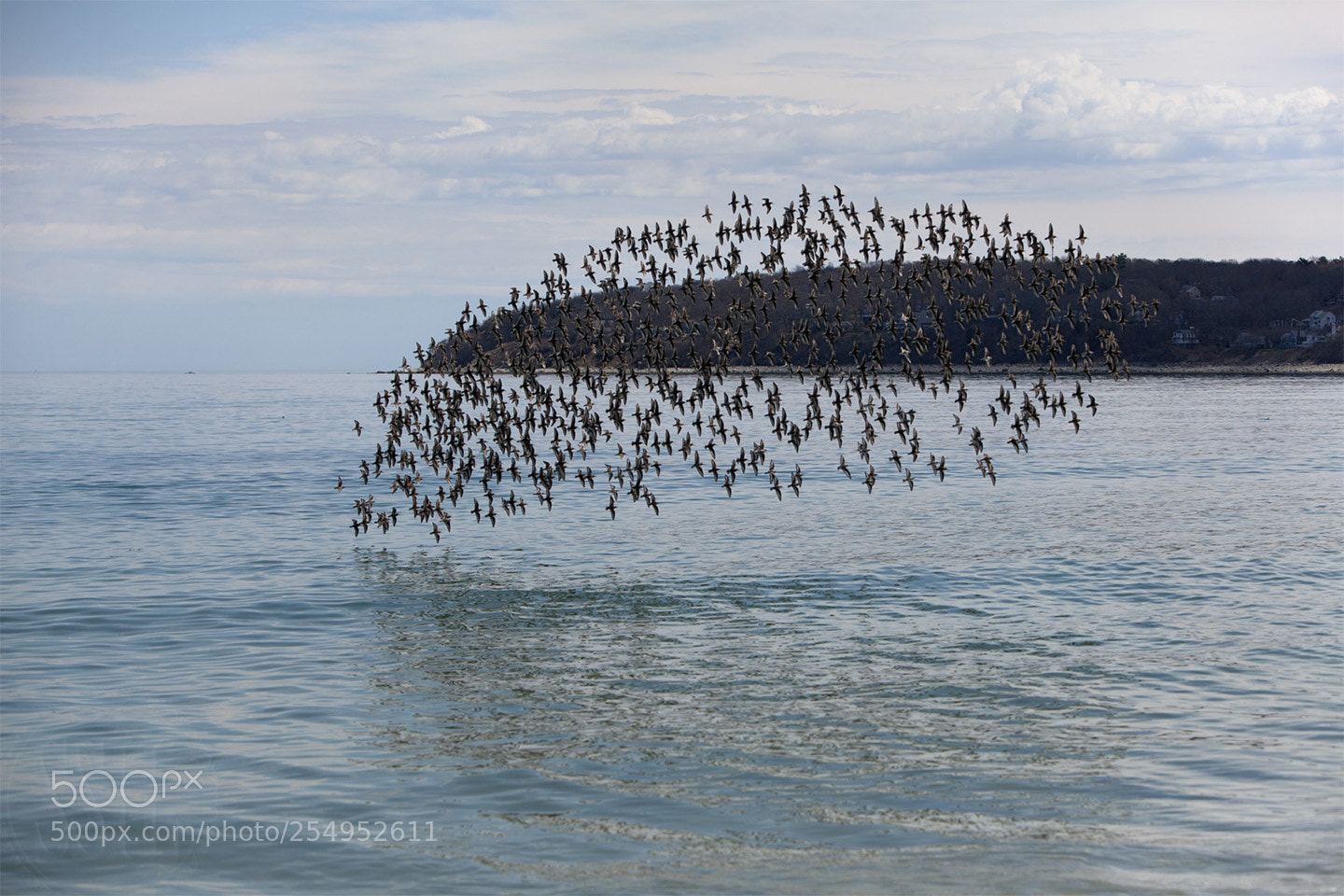 Canon EOS 5D Mark II sample photo. Birds wm photography