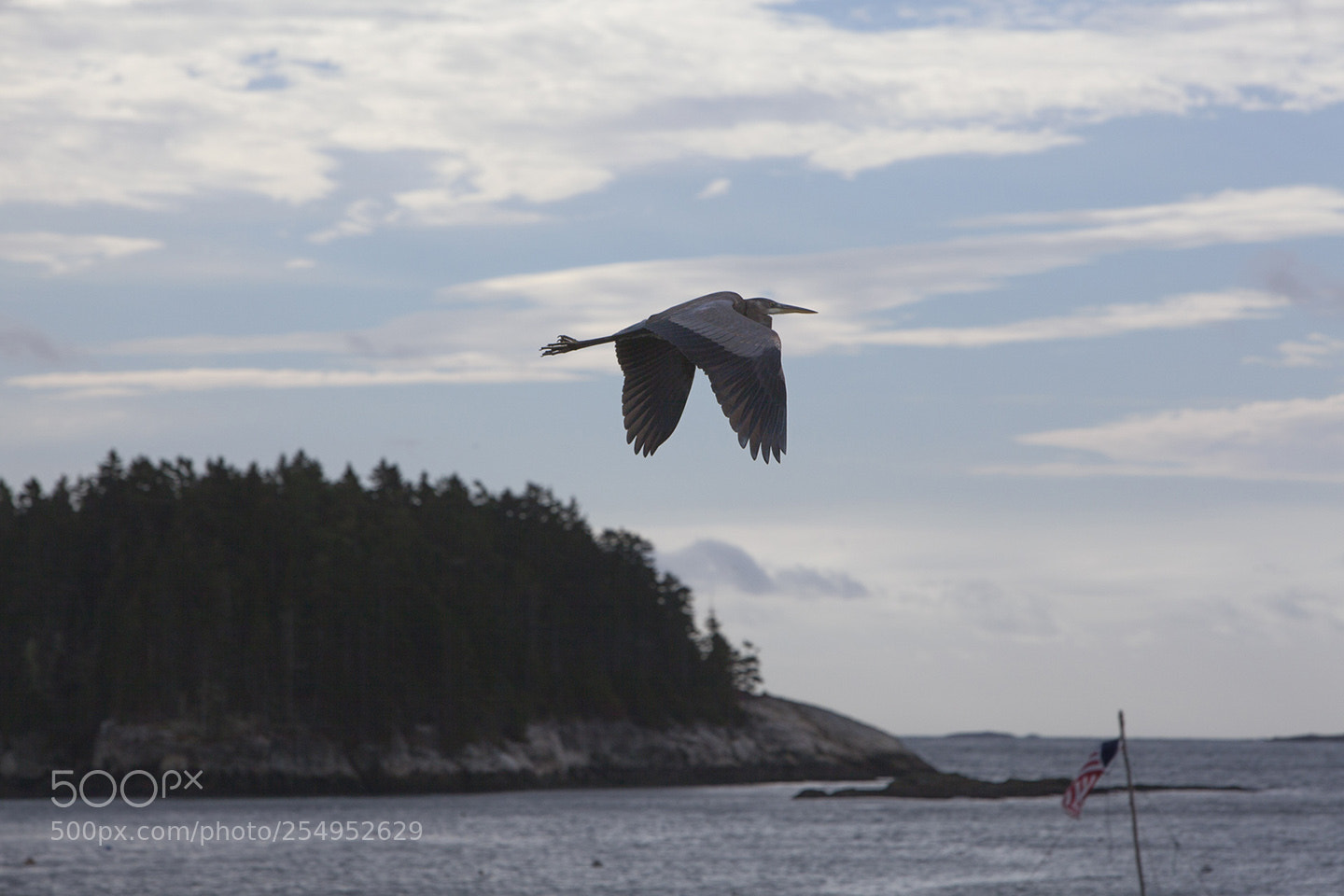 Canon EOS 5D Mark II sample photo. Heron photography