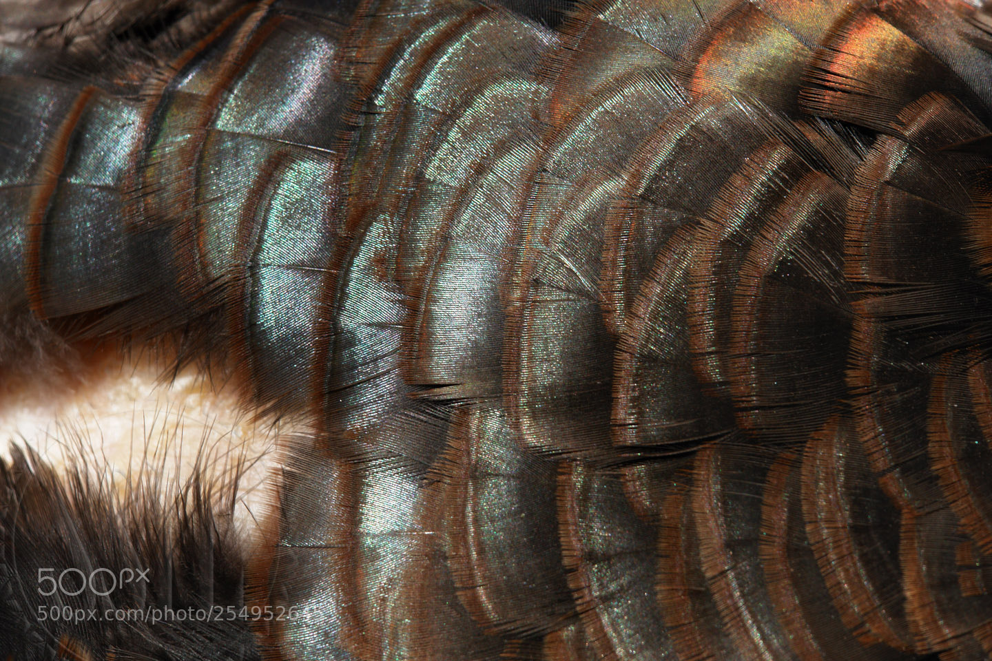 Sony DSC-R1 sample photo. Turkey feathers photography