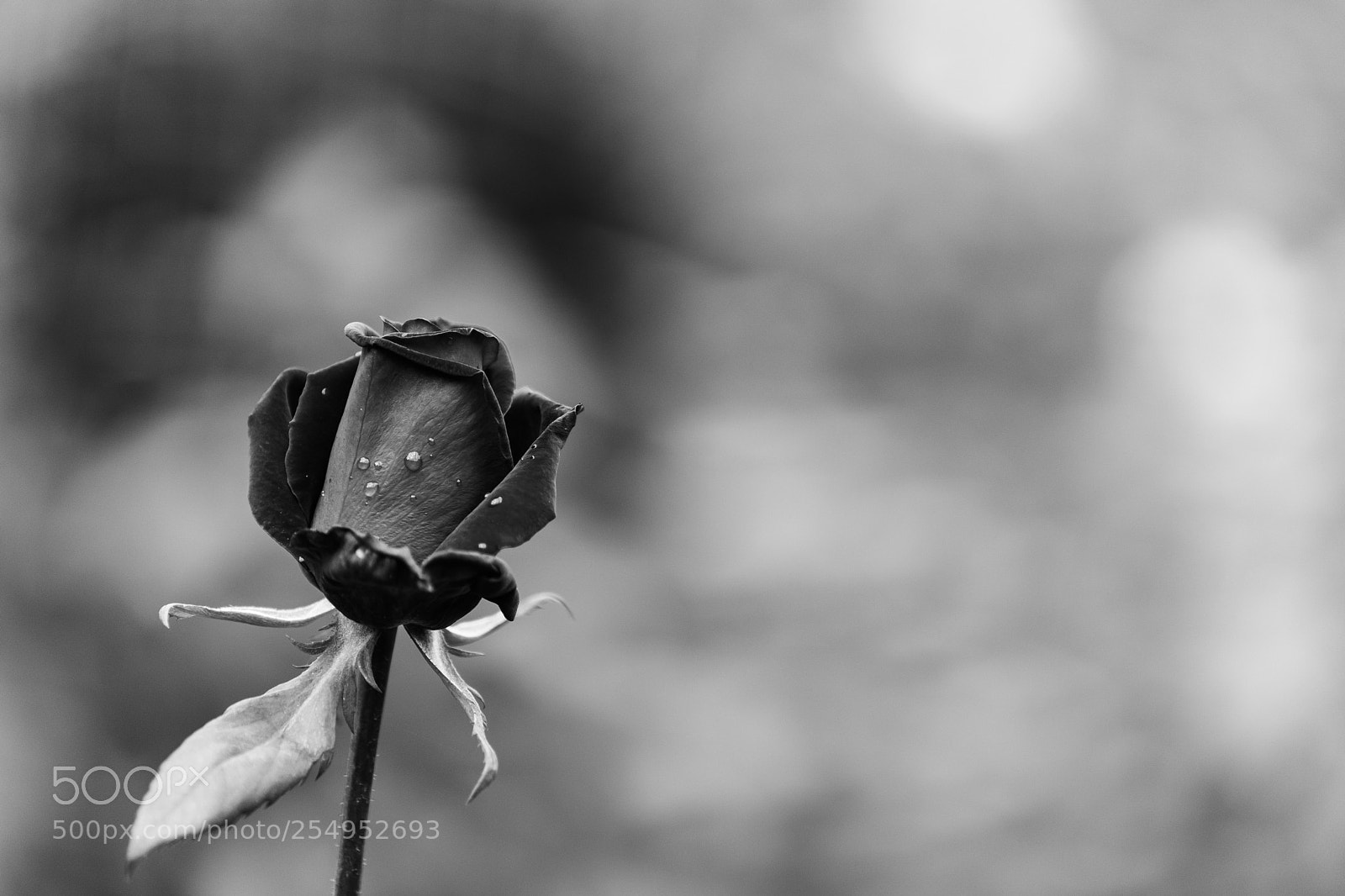 Sony a7 II sample photo. Rose photography