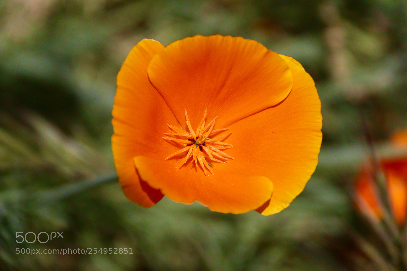 Canon EOS 70D sample photo. Poppy photography