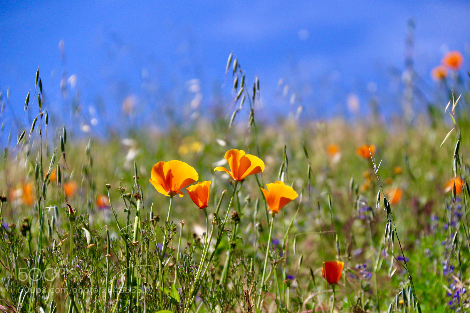 Canon EOS 70D sample photo. Wild flower photography