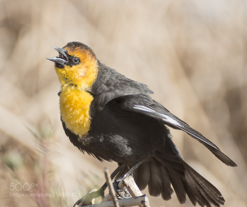Nikon D7200 sample photo. Yellow headed blackbird photography