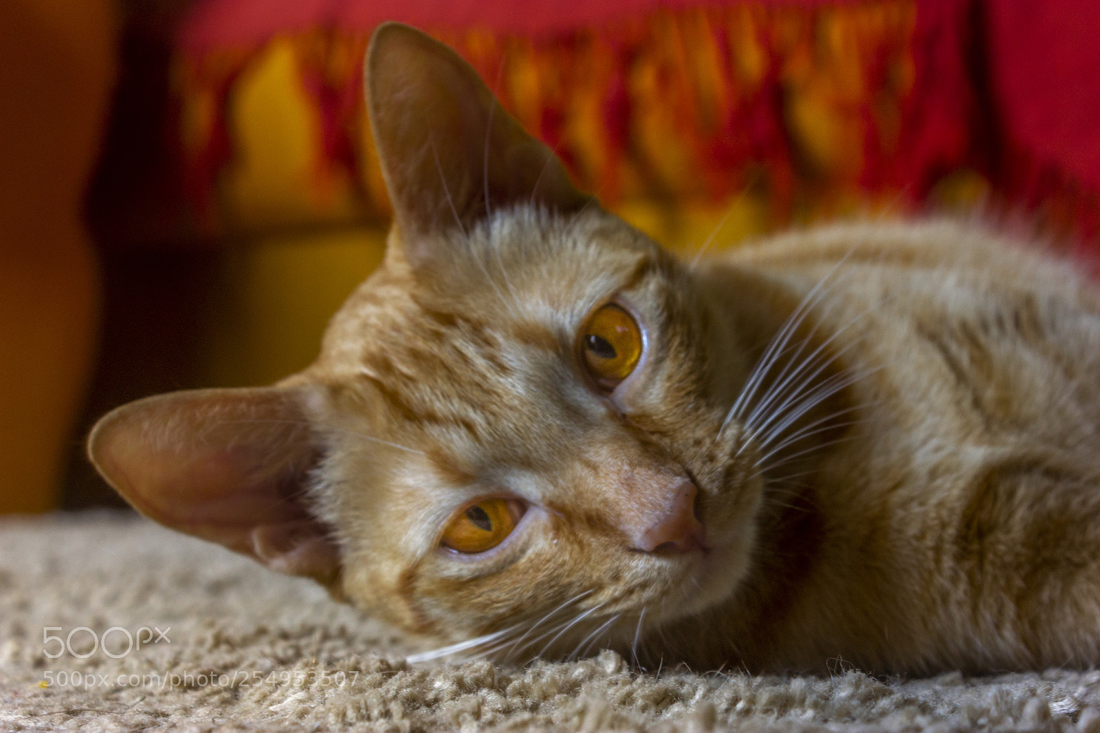 Canon EOS 600D (Rebel EOS T3i / EOS Kiss X5) sample photo. Mintz! photography