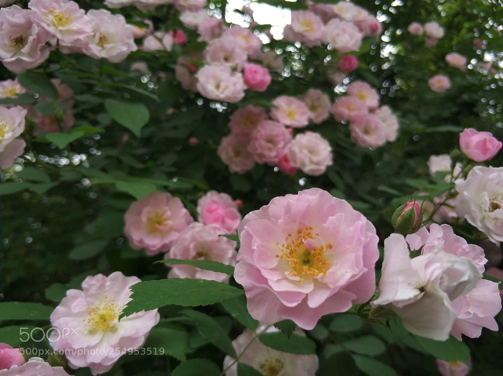 Xiaomi MI6 sample photo. 玫瑰 蔷薇 photography