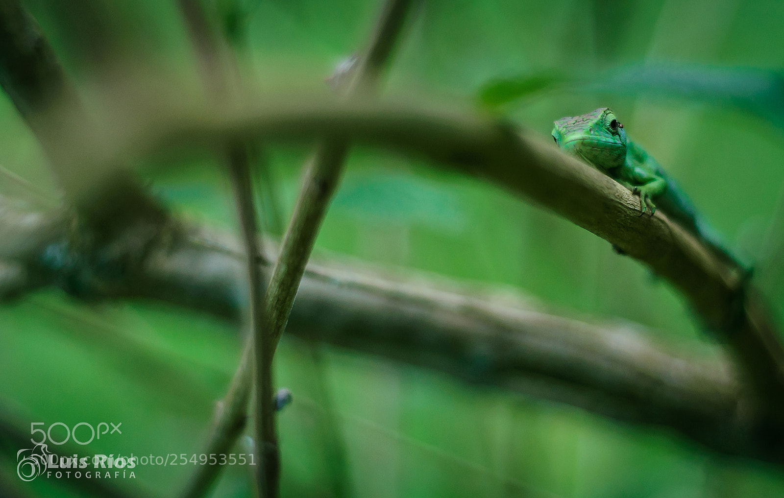 Nikon D90 sample photo. Polychrus marmoratus photography