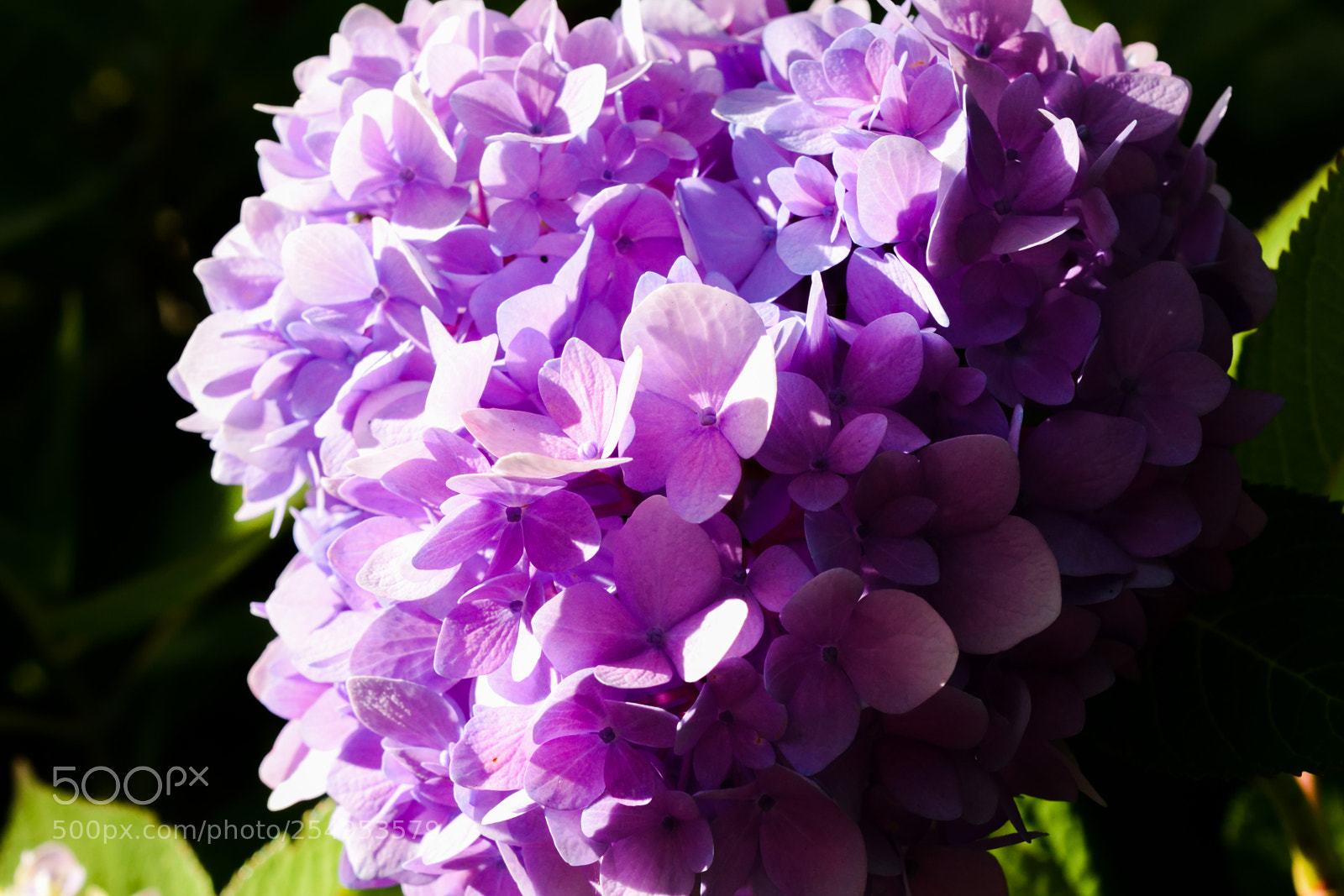 Nikon D3300 sample photo. Hydrangea photography
