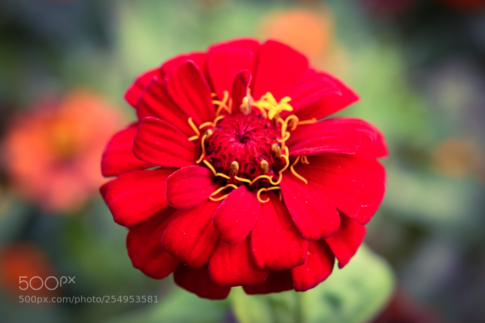 Nikon D3300 sample photo. Red flower photography