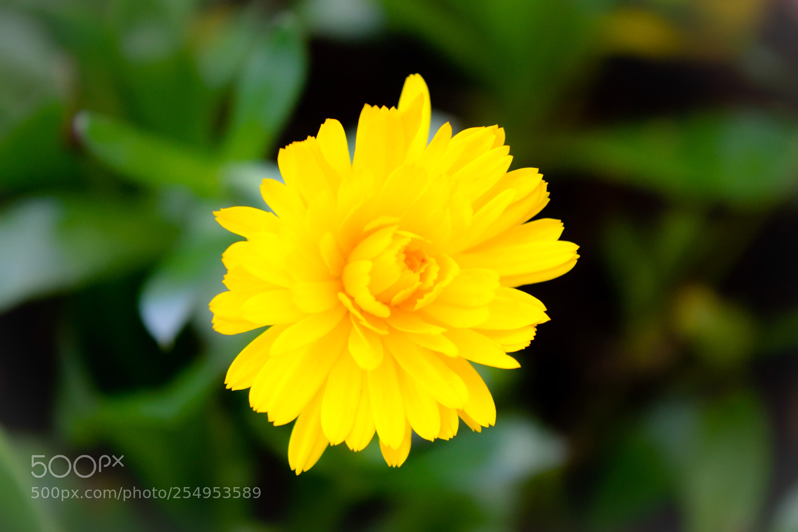 Nikon D3300 sample photo. Yellow flower photography