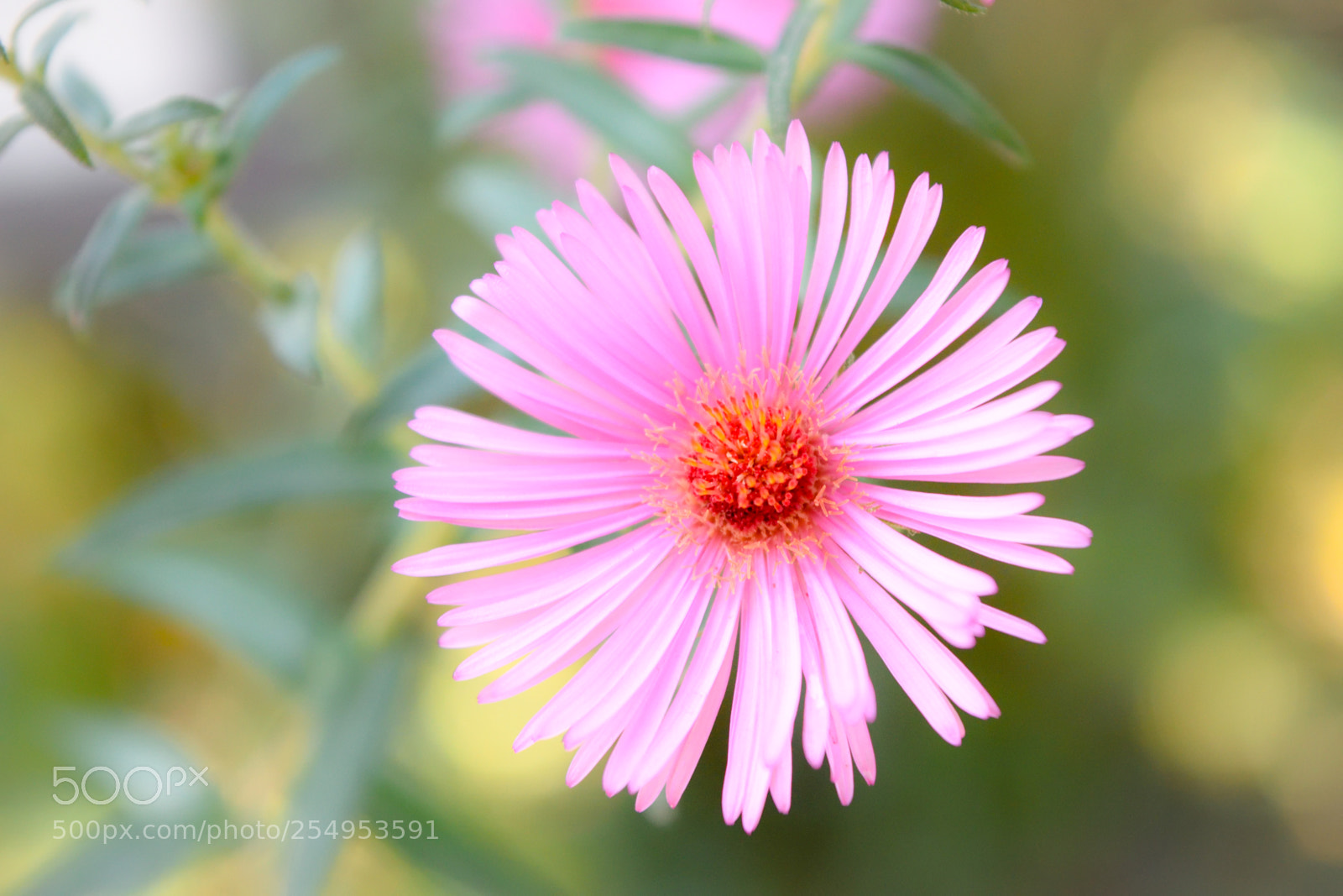 Nikon D3300 sample photo. Close-up bloom photography