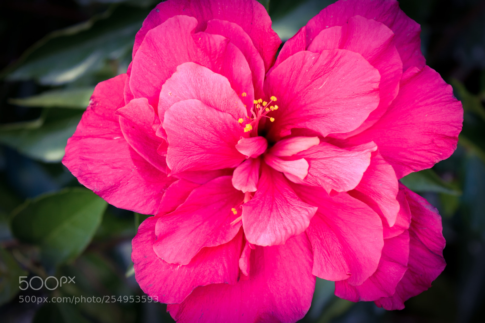 Nikon D3300 sample photo. Hawaiian flower photography