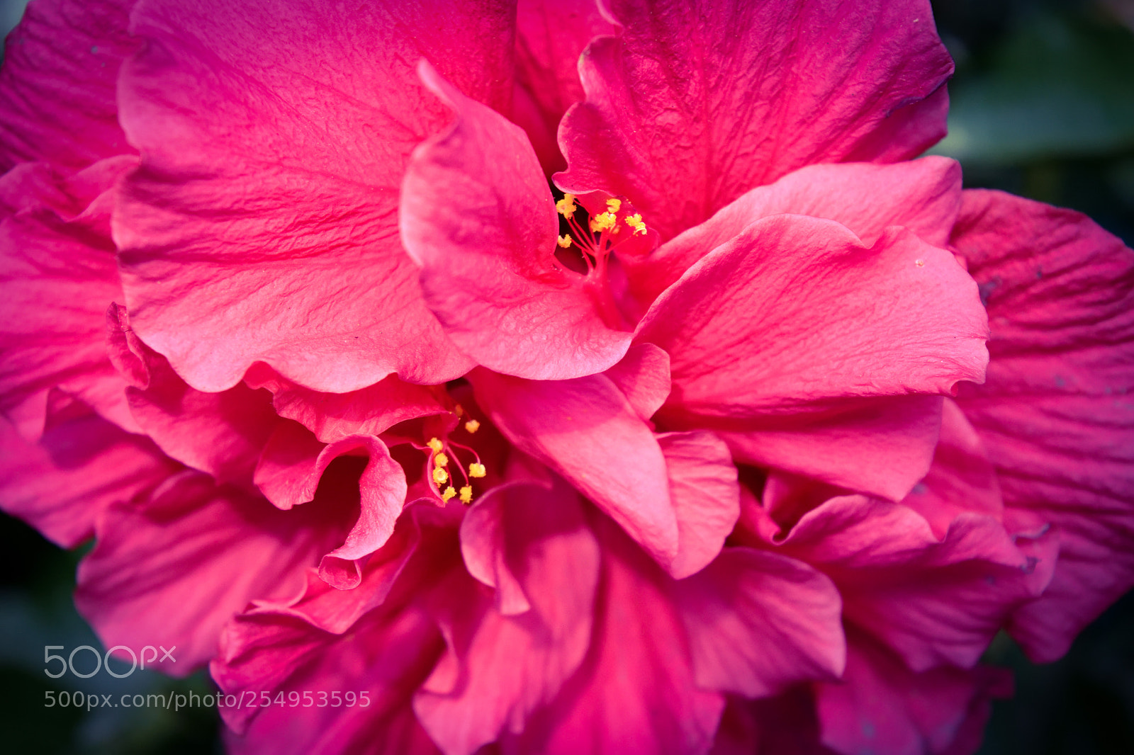 Nikon D3300 sample photo. Hawaiian bouquet photography