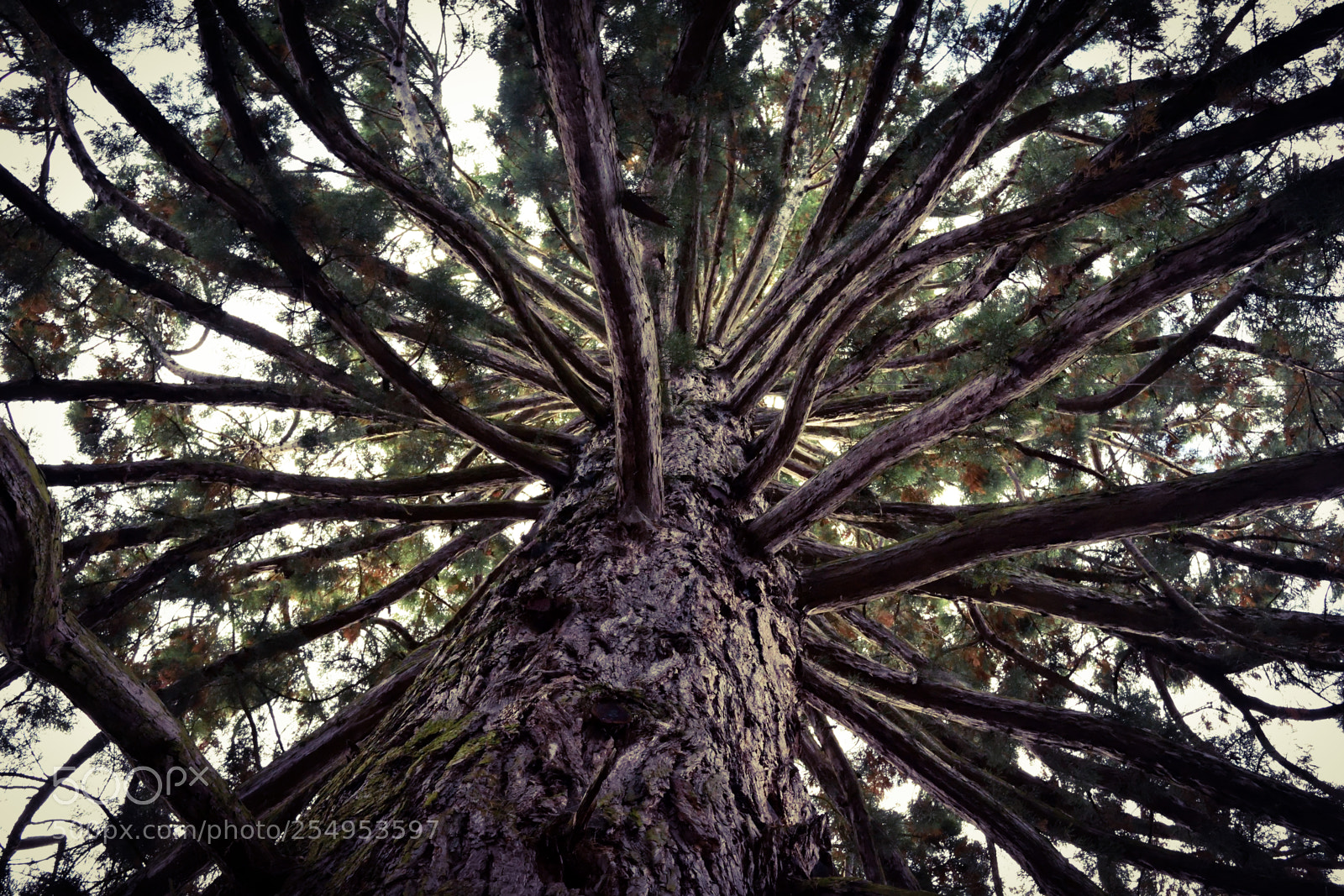 Nikon D3300 sample photo. Look up photography