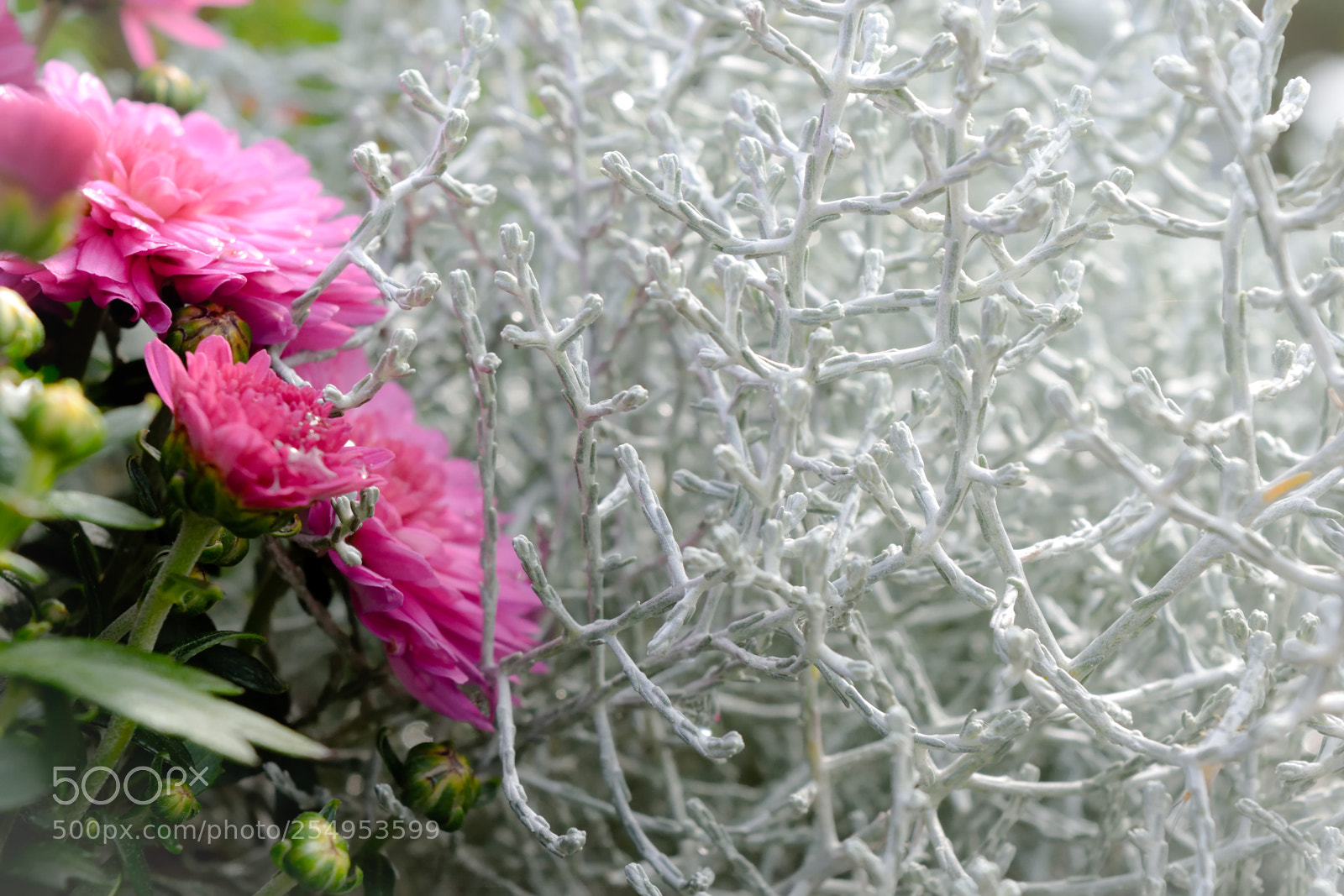Nikon D3300 sample photo. Blooms & white photography