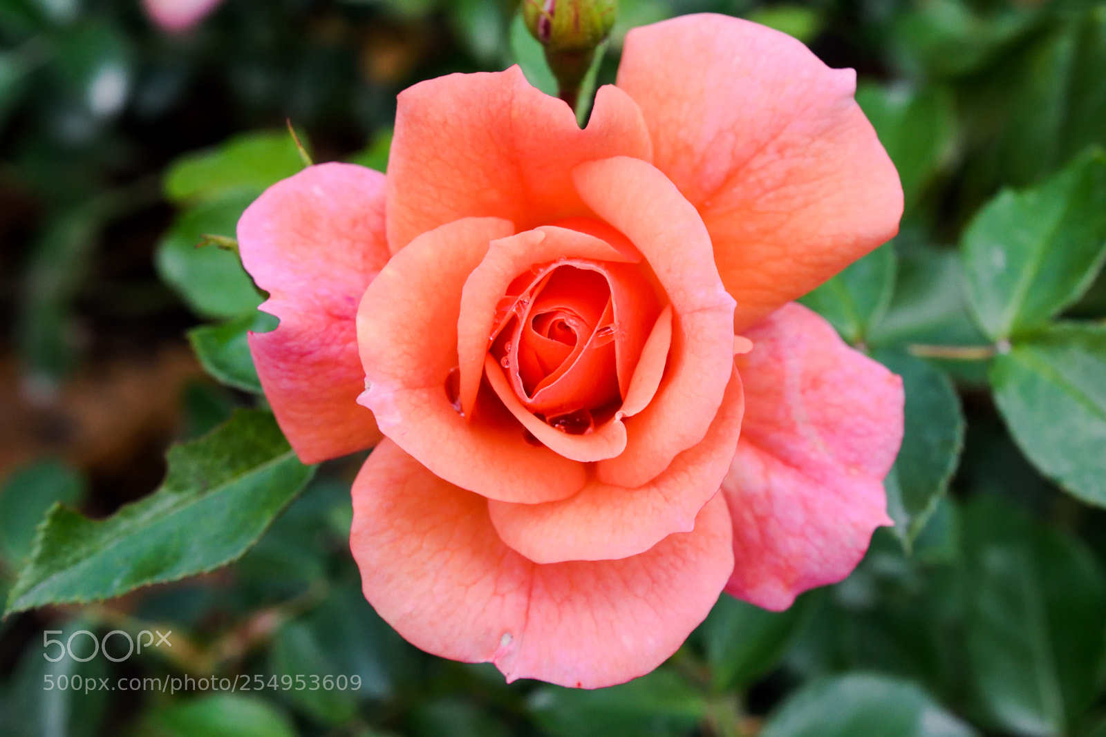 Nikon D3300 sample photo. Orange/pink rose photography