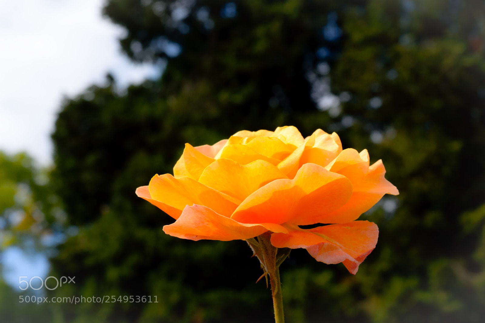 Nikon D3300 sample photo. Orange rose photography