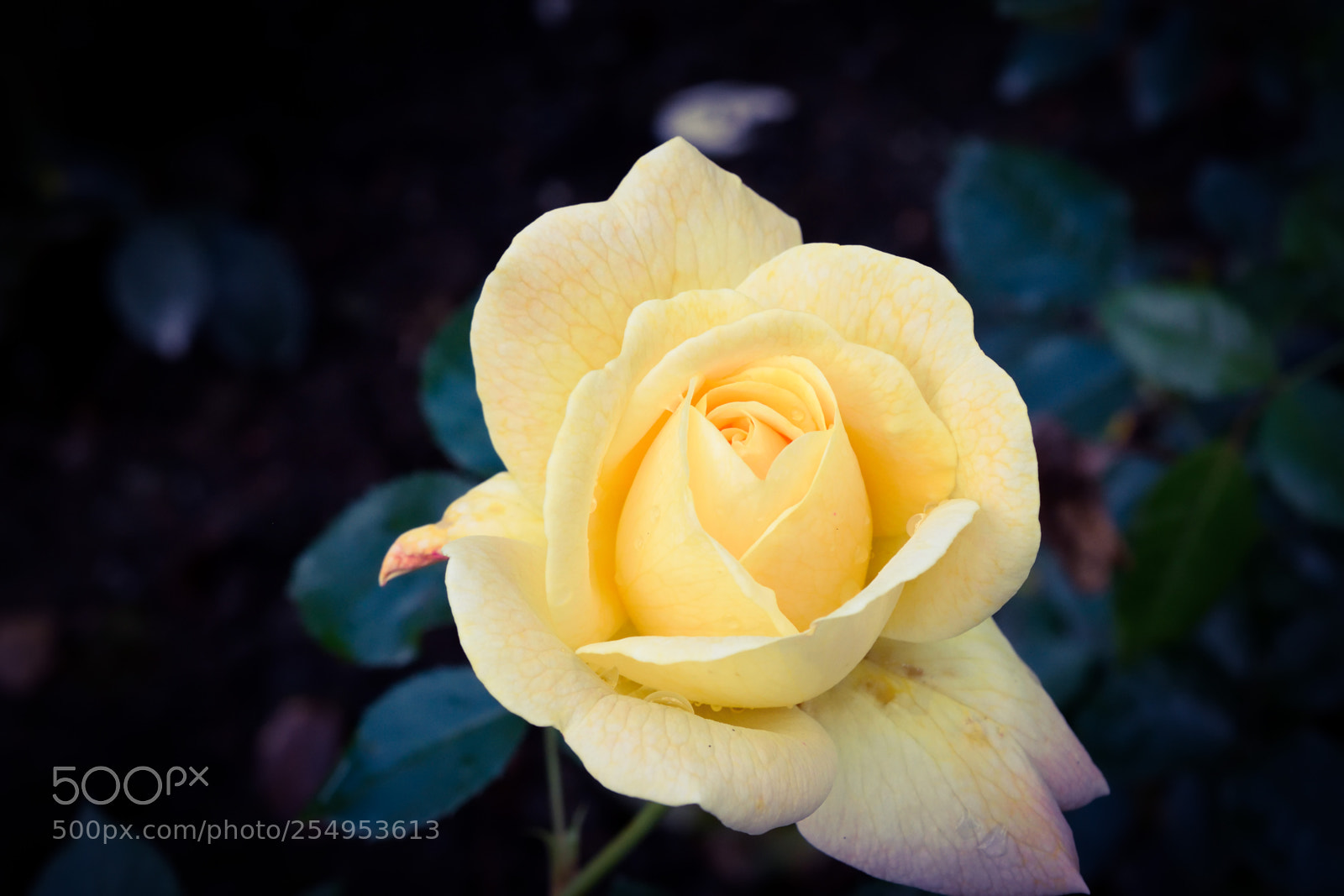 Nikon D3300 sample photo. Yellow rose photography