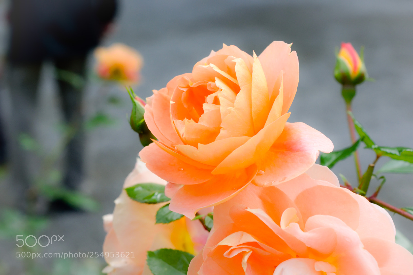 Nikon D3300 sample photo. Light orange blooms photography