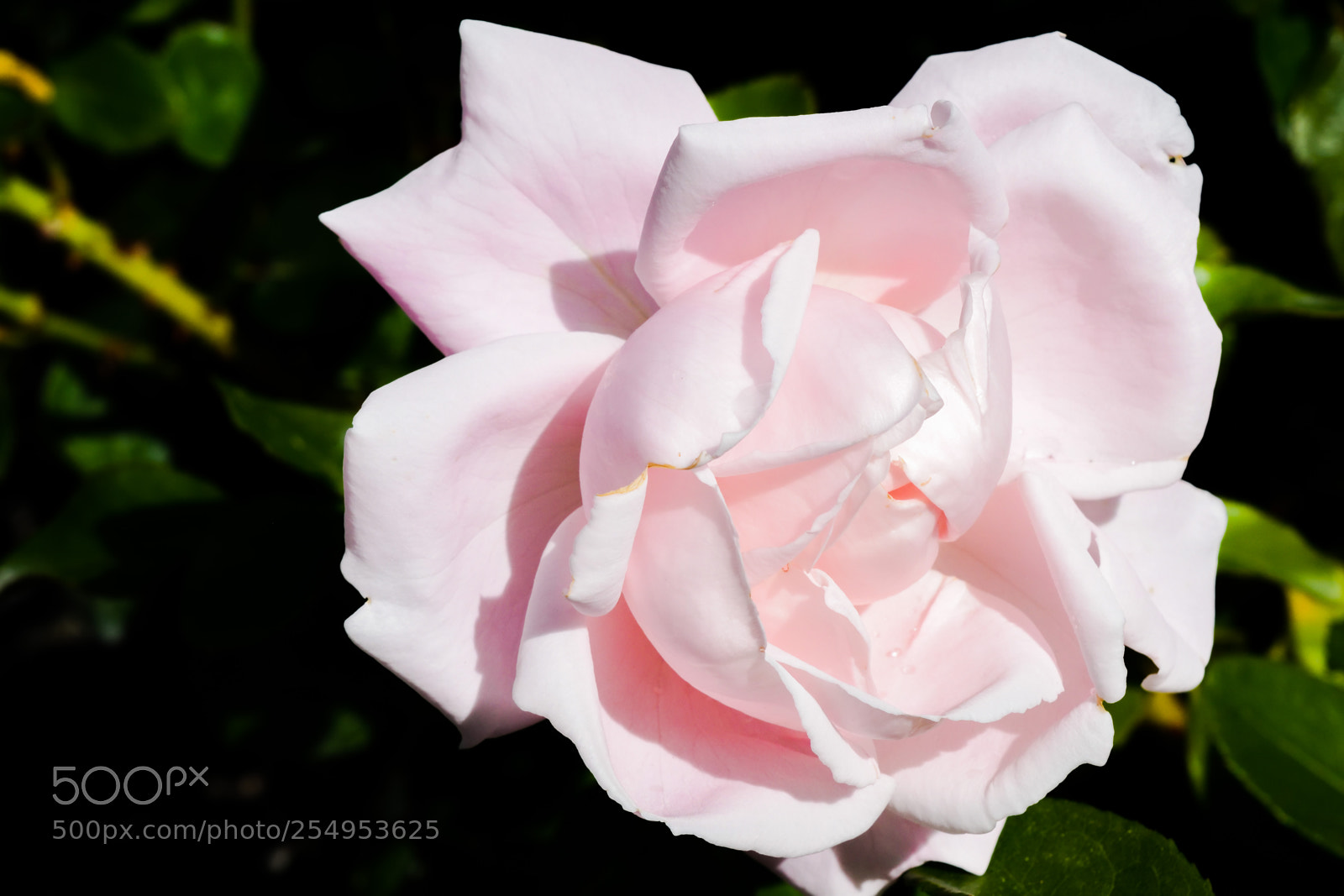 Nikon D3300 sample photo. Light pink bloom photography