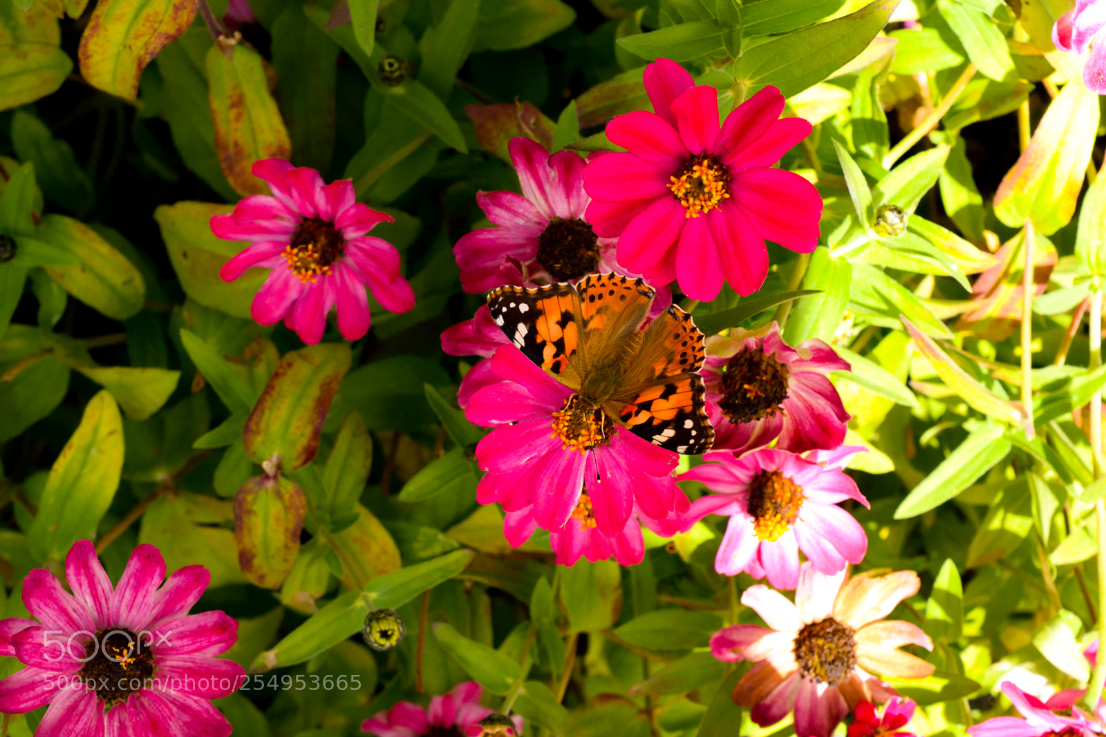 Nikon D3300 sample photo. Butterfly on pink flowers photography