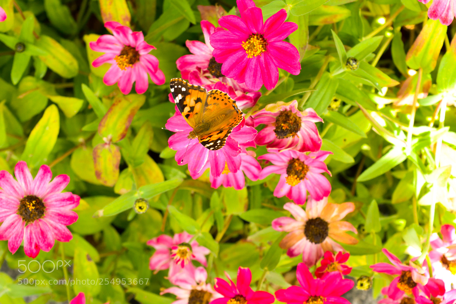 Nikon D3300 sample photo. Peaceful garden photography