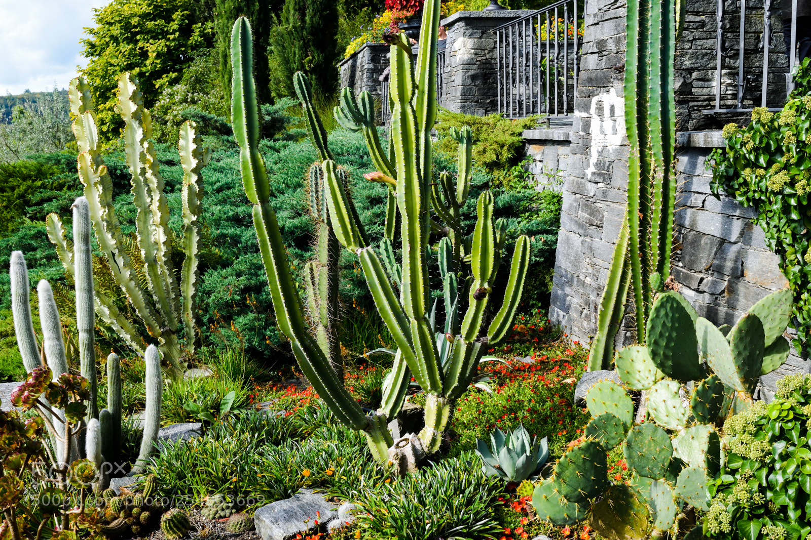 Nikon D3300 sample photo. Cacti photography