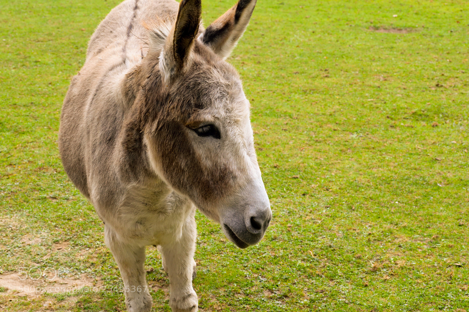 Nikon D3300 sample photo. Donkey photography