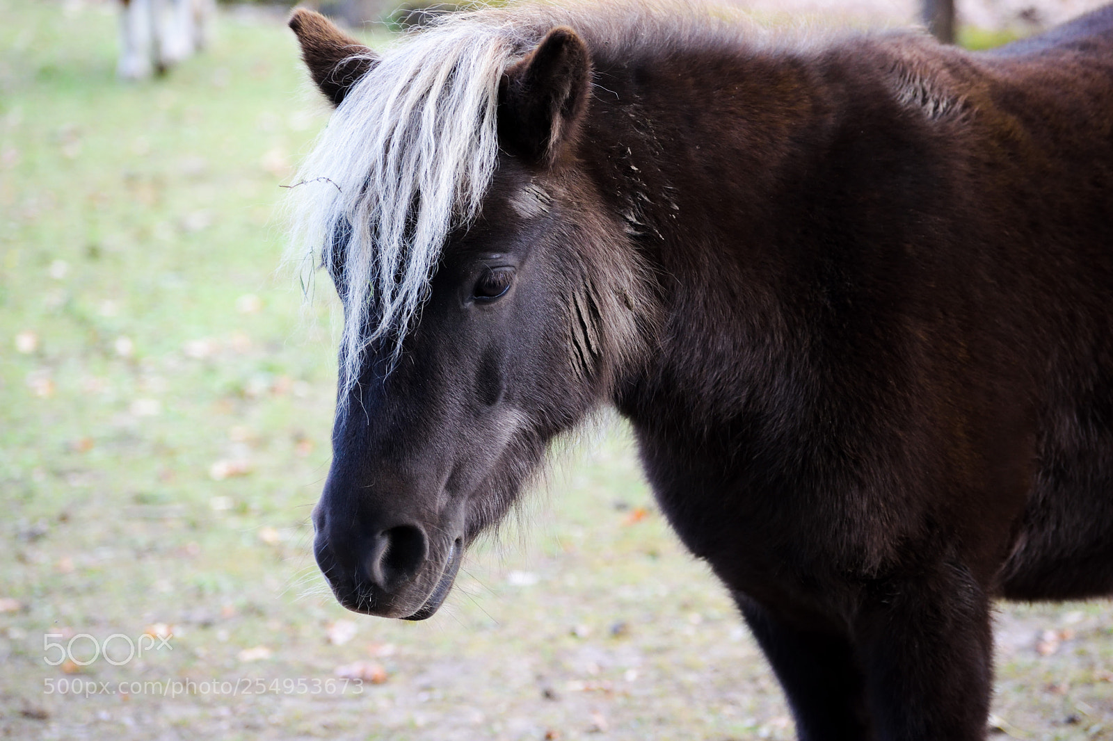 Nikon D3300 sample photo. Brown pony photography