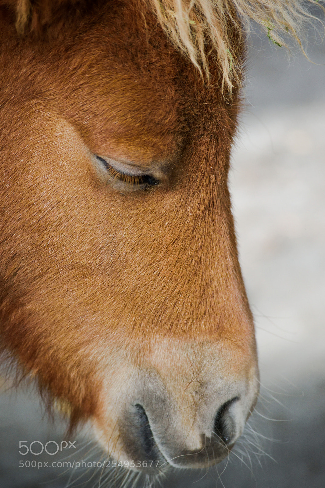 Nikon D3300 sample photo. Pony photography