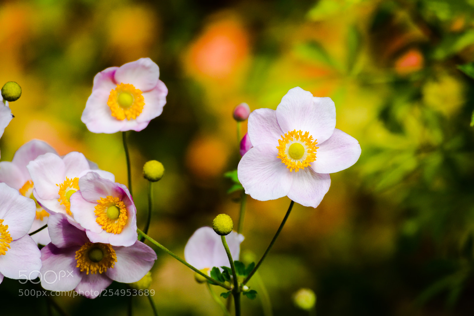 Nikon D3300 sample photo. Little pink flowers photography