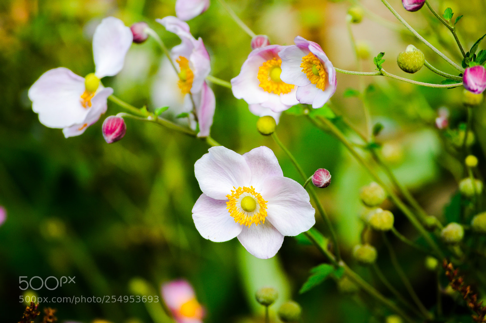 Nikon D3300 sample photo. Pink flowers pretty photography