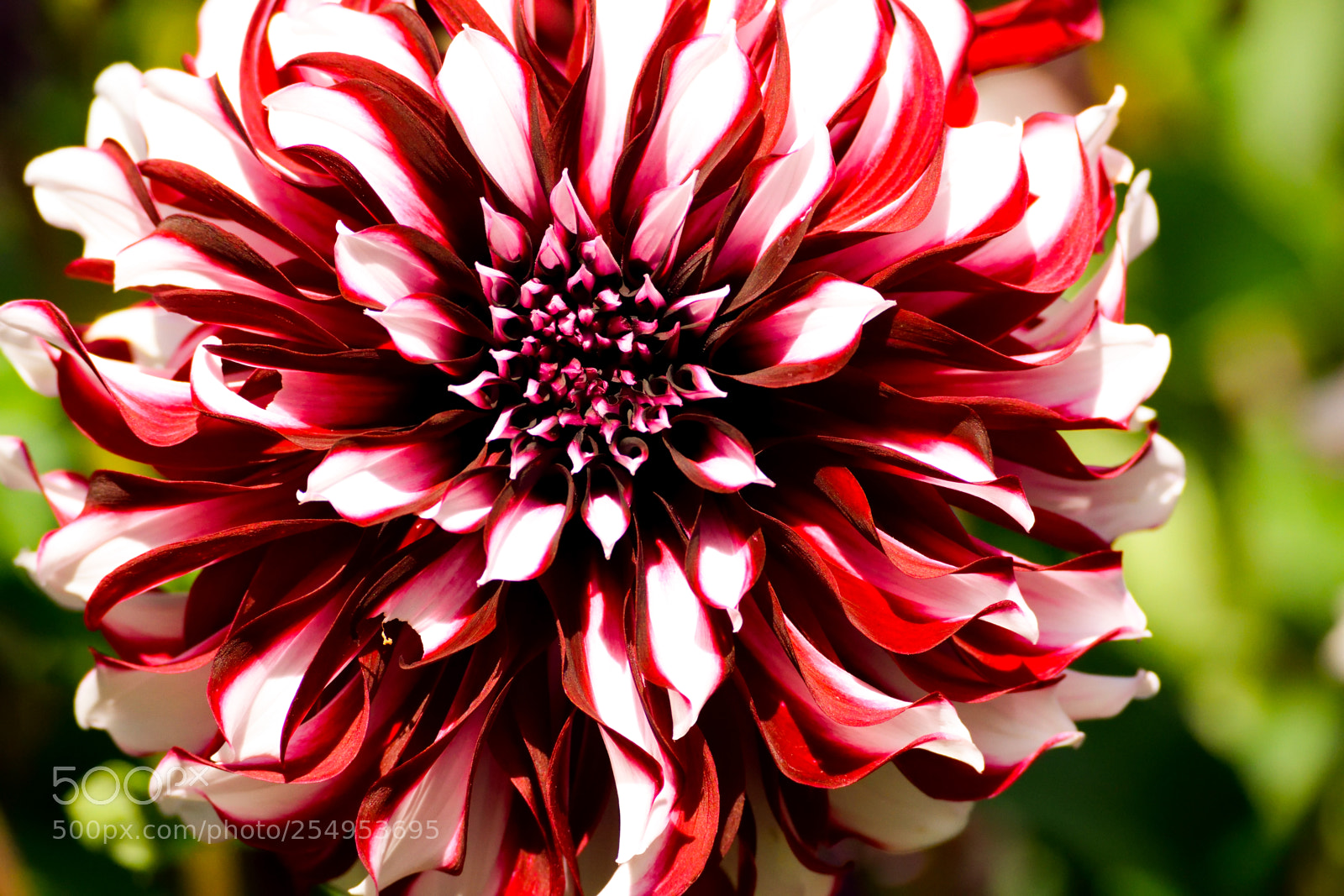 Nikon D3300 sample photo. Vibrant dahlia photography