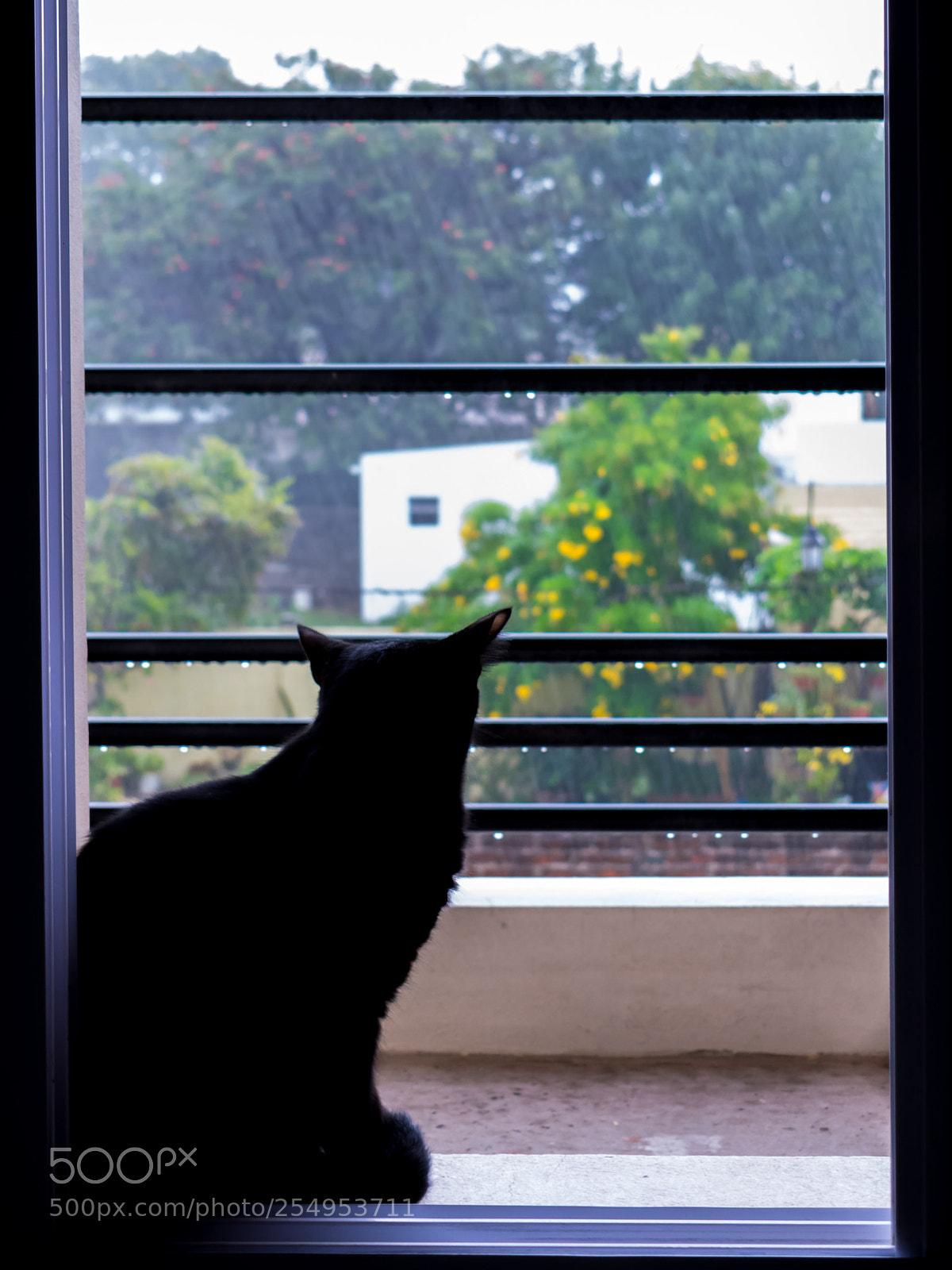 Nikon D5300 sample photo. * photography