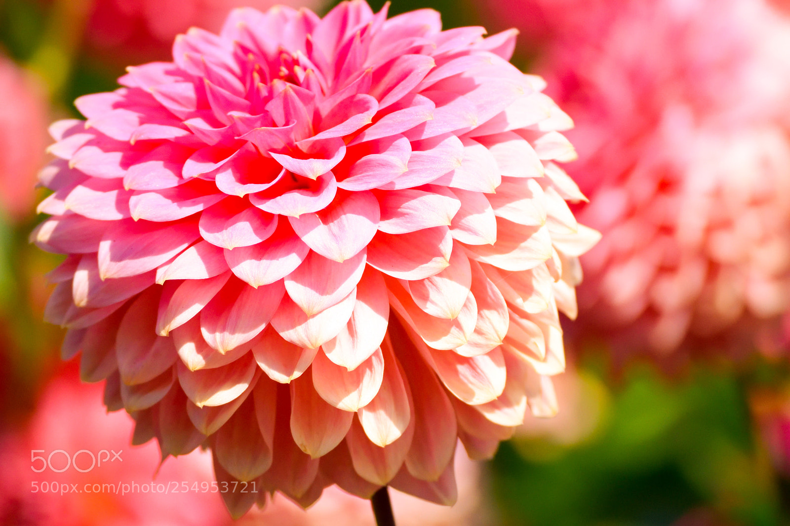 Nikon D3300 sample photo. Fading colour bloom photography